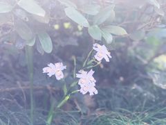 -杭州植物园