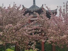 -洛阳市隋唐城遗址植物园