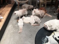 -瞄一喵猫咖(格力海岸店)