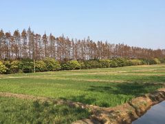 -上海长兴岛郊野公园