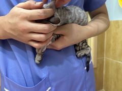 -瑞派名望24h动物医院异宠专科·猫专科·骨科·重症监护分院