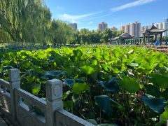 -莲花池公园