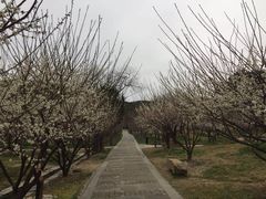 -香雪海