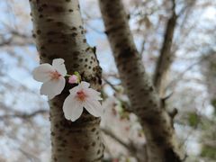 -高东镇樱花园