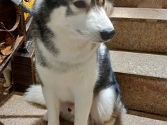 -more than meow吴止猫主题餐厅(承德 中船汇店)