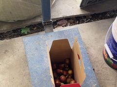 -马陆小张葡萄园农家乐