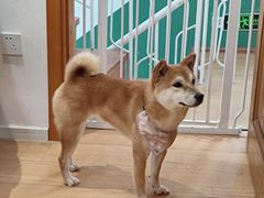 -是阿柴呀！柴犬咖啡·爱喵喵猫咖