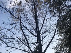 -重庆彩云湖湿地公园