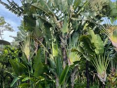 -深圳国际园林花卉博览园