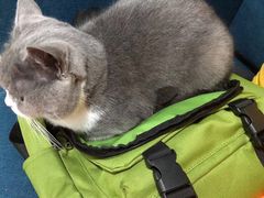-瑞鹏宠物医院·猫科·宠保定点(梅溪湖分院)