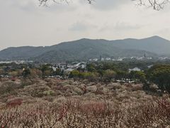 -香雪海