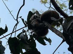 -普洱太阳河森林公园