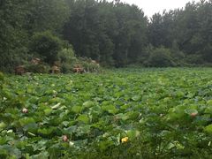 -合肥滨湖国家森林公园