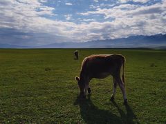 -新疆那拉提国家旅游度假区