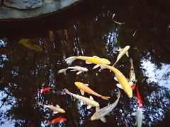 -勐丽梦兰傣味餐厅