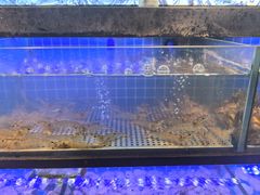-透明思烤·自助烤肉海鲜火锅(东部星悦天地店)