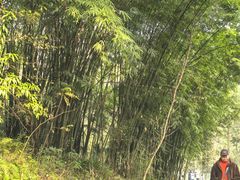 -都江堰中华大熊猫苑
