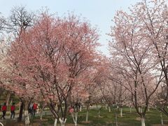 -中国宋庆龄青少年科技文化交流中心