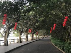 -大湾区中央湿地公园