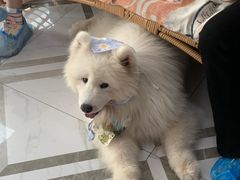 -星多哈·狗咖·拼豆·咖啡