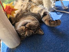 -艾贝尔宠物医院 ·内科全科(梁溪路店)