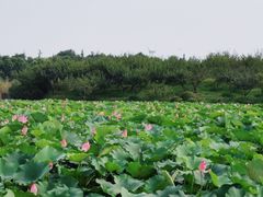 -上海海湾国家森林公园