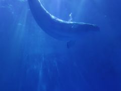 -多彩贵州城极地海洋世界