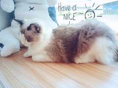 -南京Hallo宠物乐园·哈罗犬舍·柴犬繁育基地