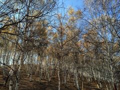 iphone_upload_pic-乌兰布统景区-白桦林