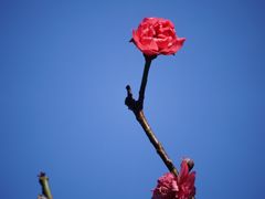 -桃花涧