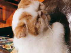 -猫小院猫主题咖啡厅(北锣店)