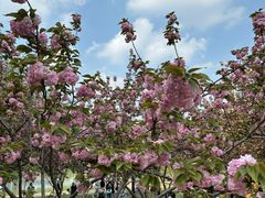 -西北湖绿化广场