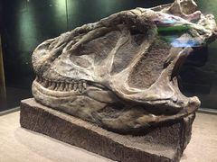 -自贡恐龙博物馆