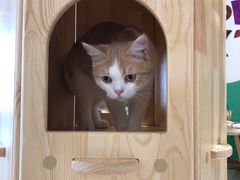 -藏猫猫咖啡主题馆(中央大道店)