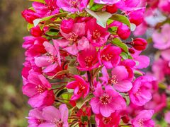 -海棠花溪(元大都城垣遗址公园)