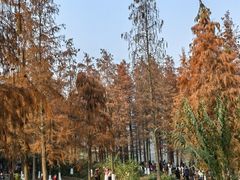 -重庆彩云湖湿地公园