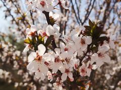 -西青郊野公园
