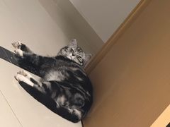 -宠福鑫动物医院(城北分院)