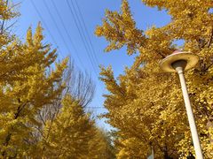 -长白岛森林公园