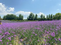 -紫颐香薰山谷景区