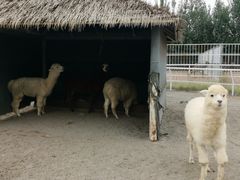 -武清南湖绿博园