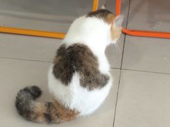 -平行世界·猫咖(首经贸店)