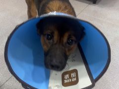 -瑞派宠物医院·犬猫全科·猫友好(宾水西道店)