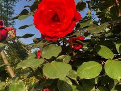 -呼吸森林·生态农庄农家乐私房菜