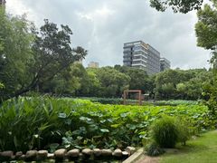-陈家山荷花公园