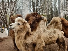 -长白岛森林公园