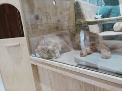 -藏猫猫咖啡主题馆(中央大道店)