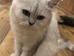 -袖虎·猫馆(体育西路店)