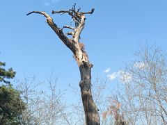 -高尔山公园