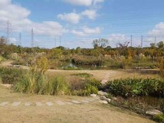 -上海长兴岛郊野公园